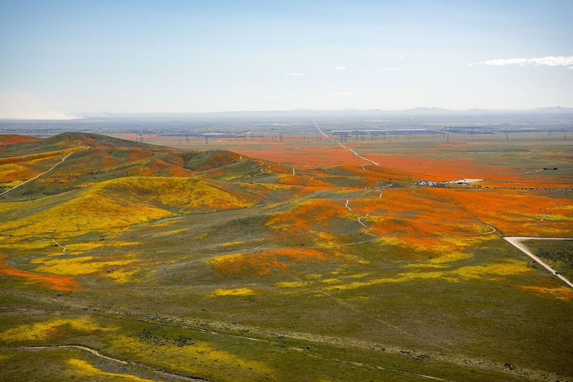 Bright yellow and orange flowers dot a green, hilly landscape beneath a light blue sky.